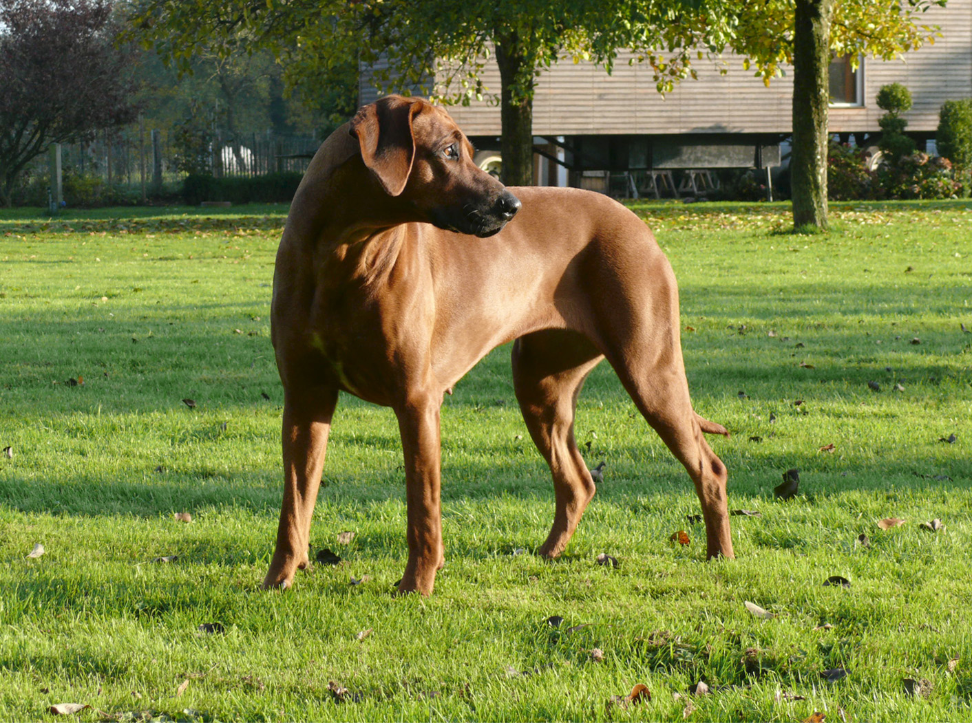 Afra