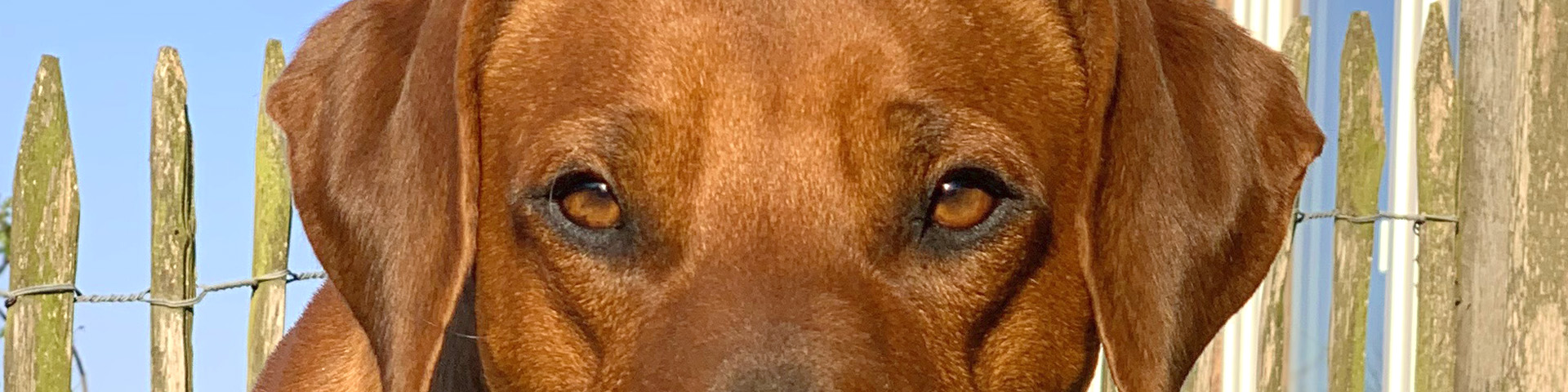 VEREEENIGING Bayo Blanka