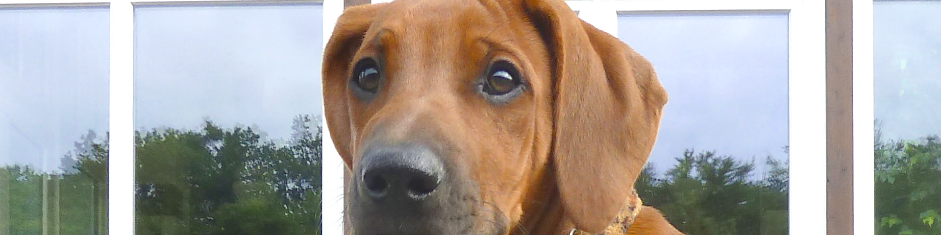 VEREEENIGING Bayo Blanka