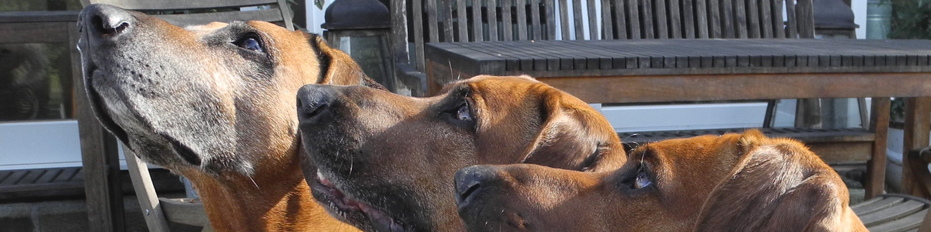 Unsere Hunde