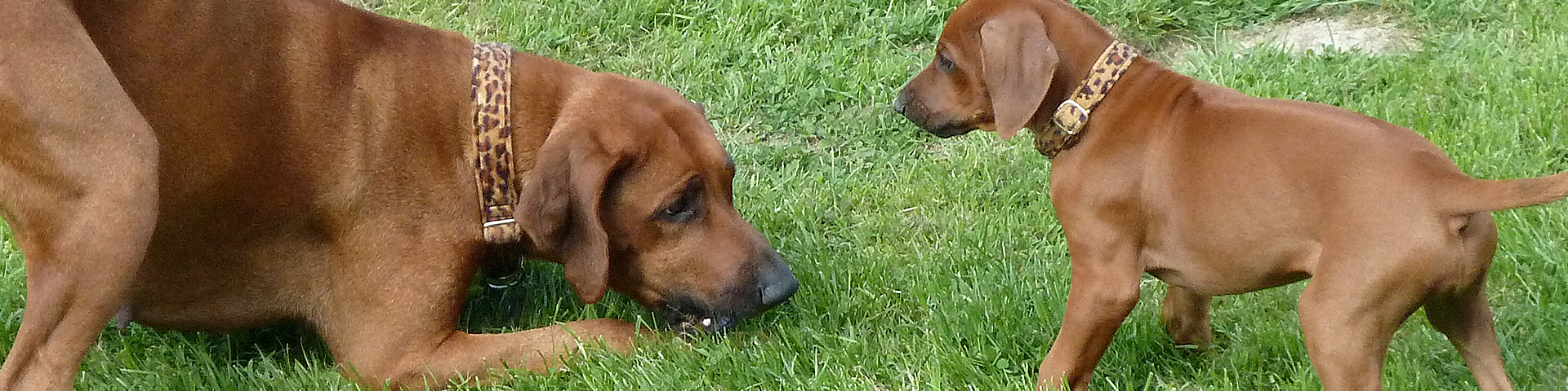 Zuchtziel & Welpenaufzucht